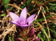 55 Gentianella anisodonta (Genzianella anisodonta) alla macro